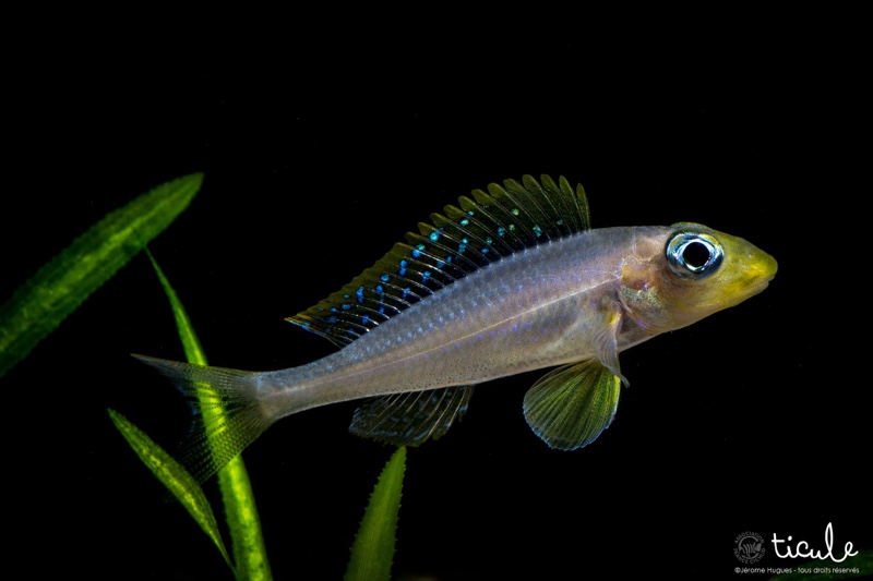 Xenotilapia sp. 'papilio sunflower' Chituta Bay